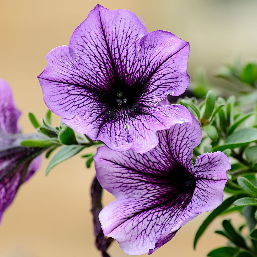 Close-Up Of Purple Petunias