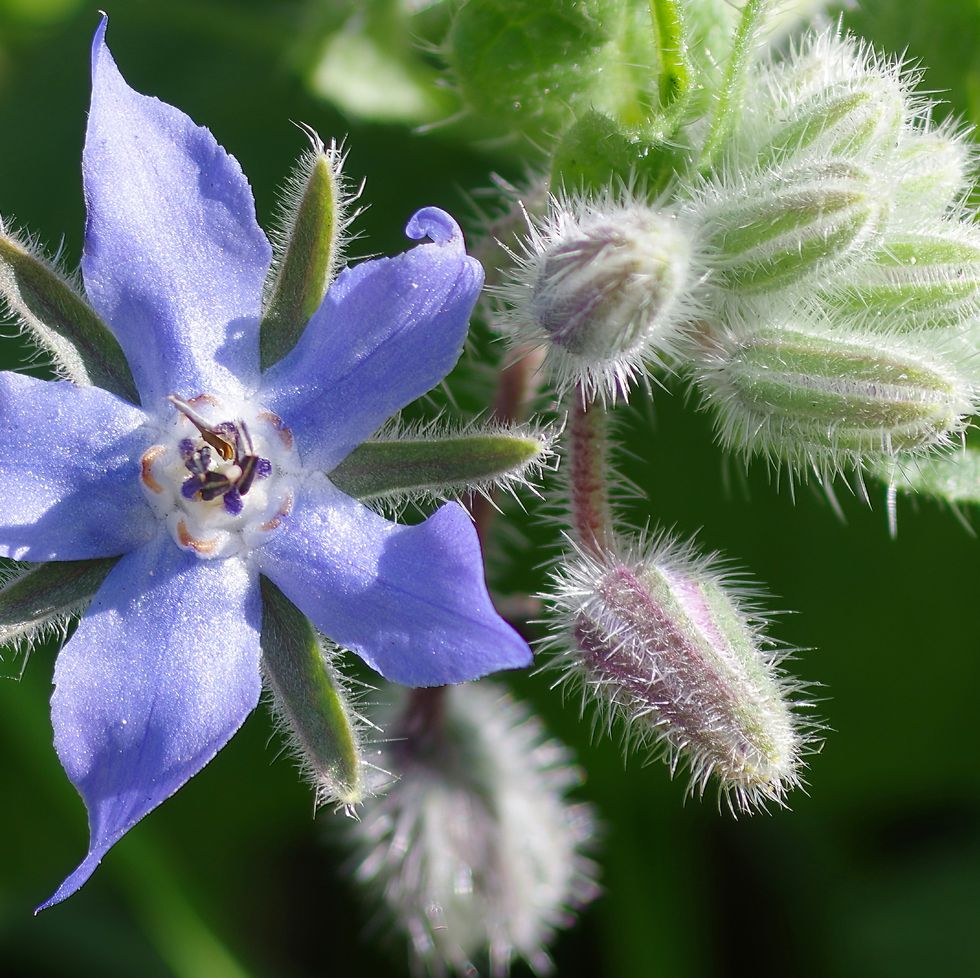 close up of purple flower