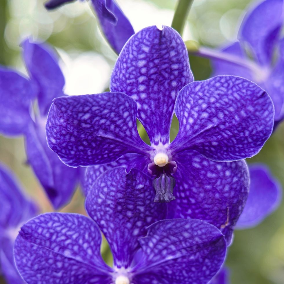 close up of purple flowering plant,milwaukee,wisconsin,united states,usa