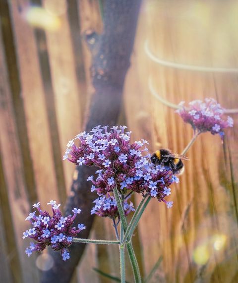 closeup of purple flowering plant on field prescot, united kingdom