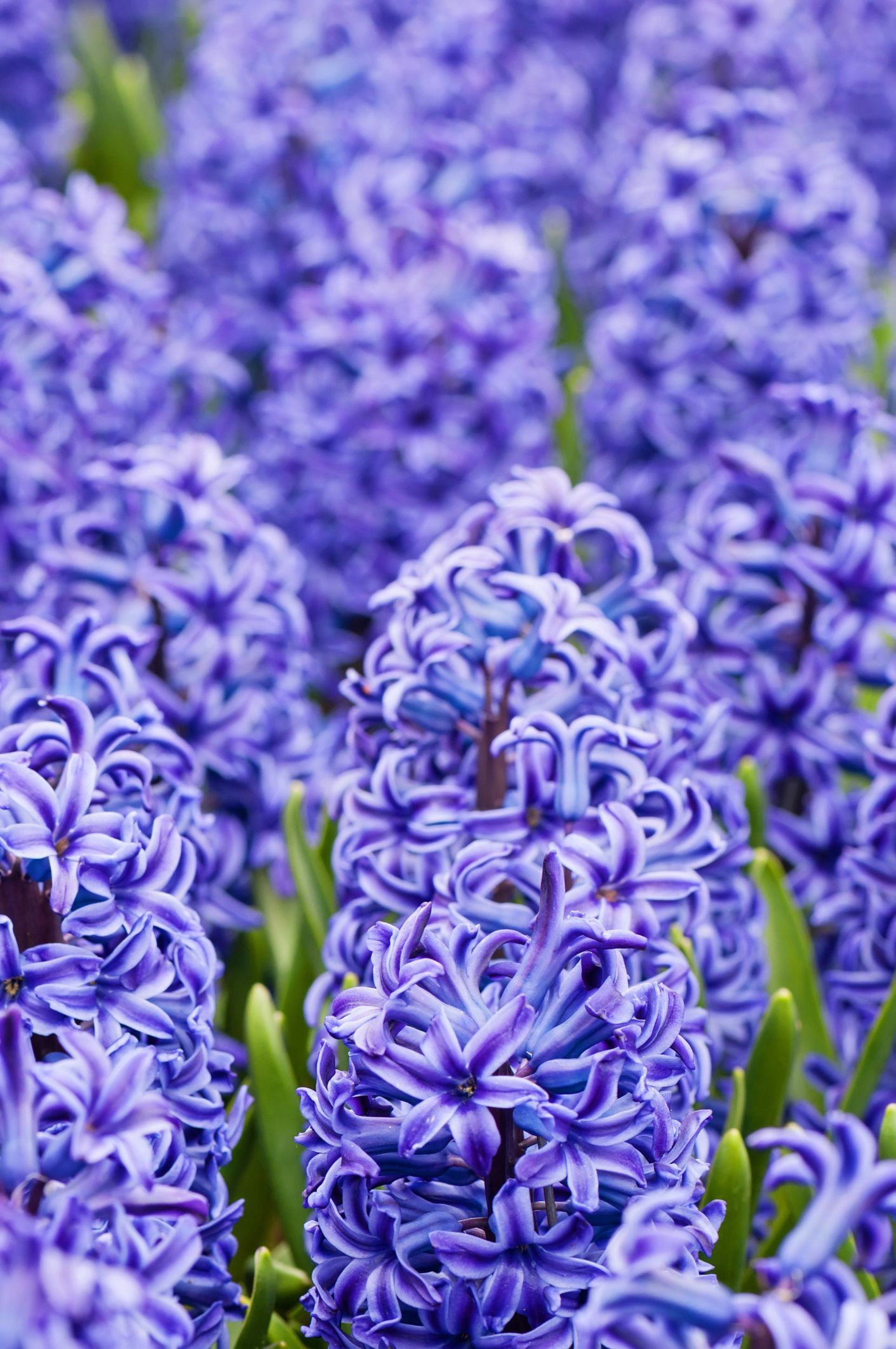 Are hyacinths toxic to hot sale dogs