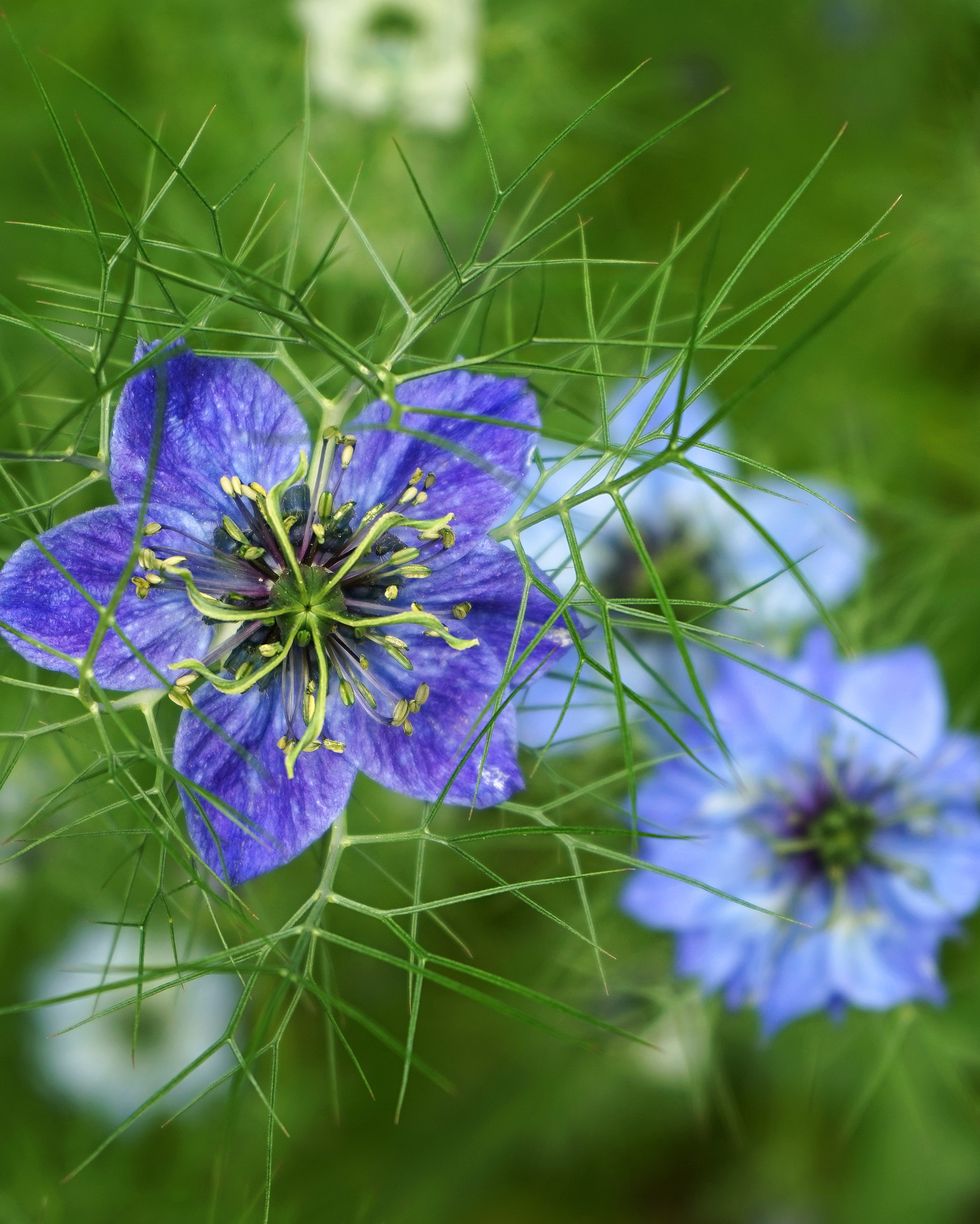 types of flowers love in a mist