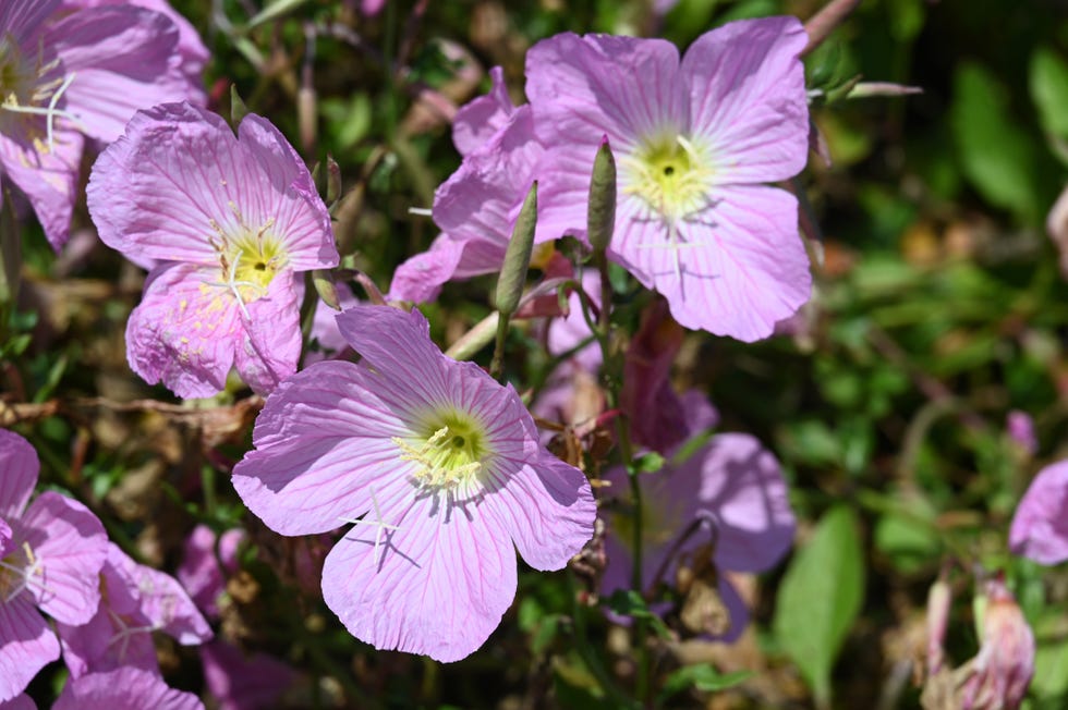 close up of purple flowering plant