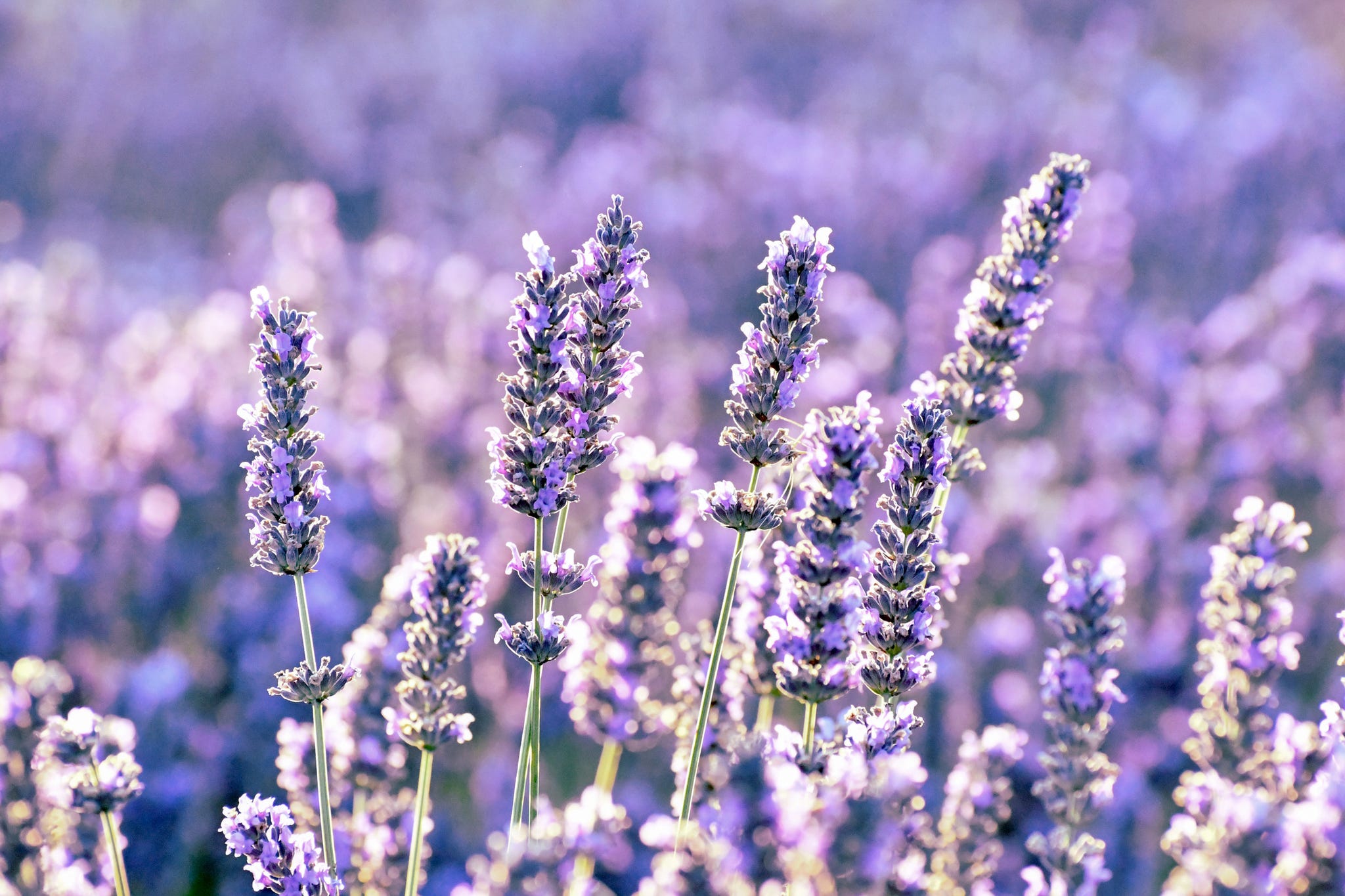 Can I grow lavender indoors? How it can boost sleep and wellbeing