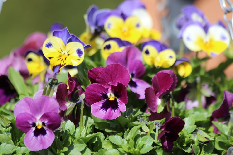 Winter Pansies - Best time to plant, gardening tips and more