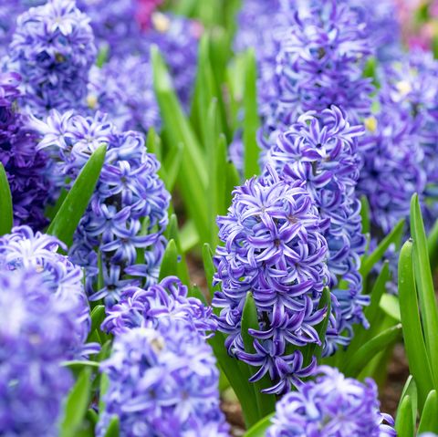 what to grow in november purple  hyacinths