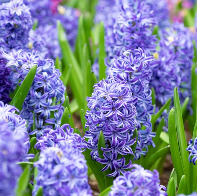 The 20 Best Spring Flowers to Plant Now