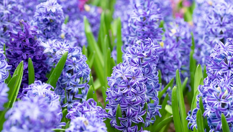close up of purple flowering plants