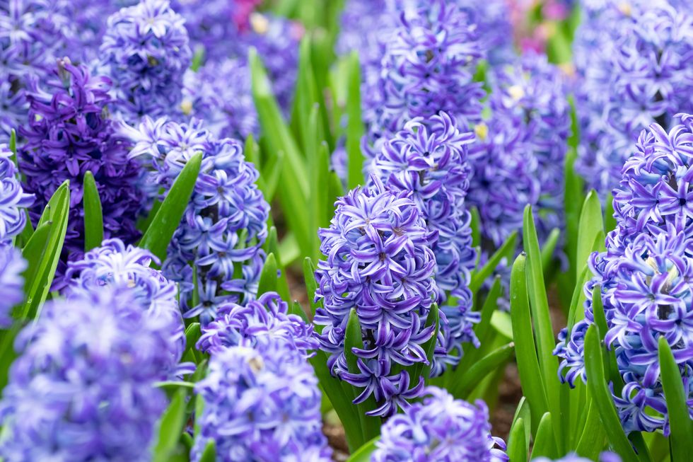Blue Spring Flower Stems, Set of 2