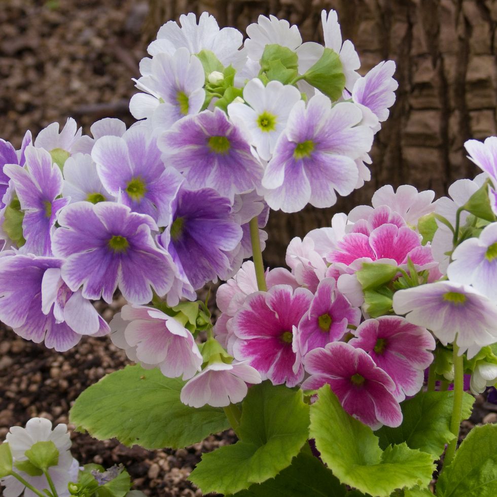 close up of purple flowering plants