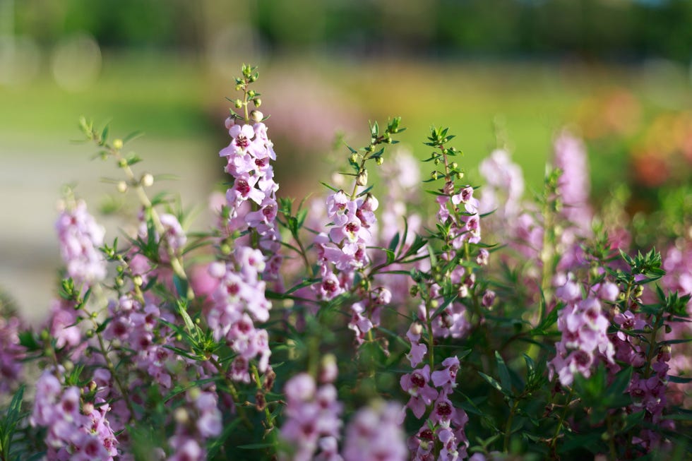 close up of purple flowers angelonia serena lavender  growing in the park