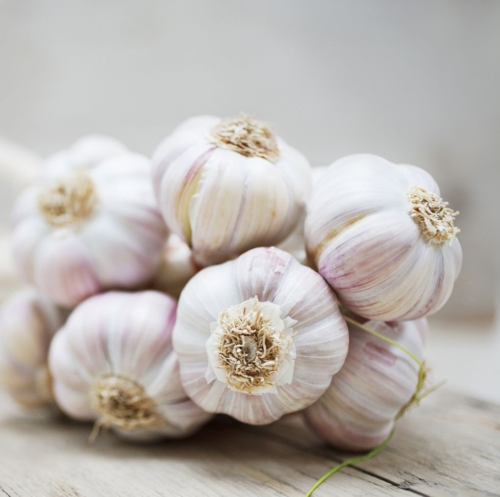 close up of purple garlic bunch