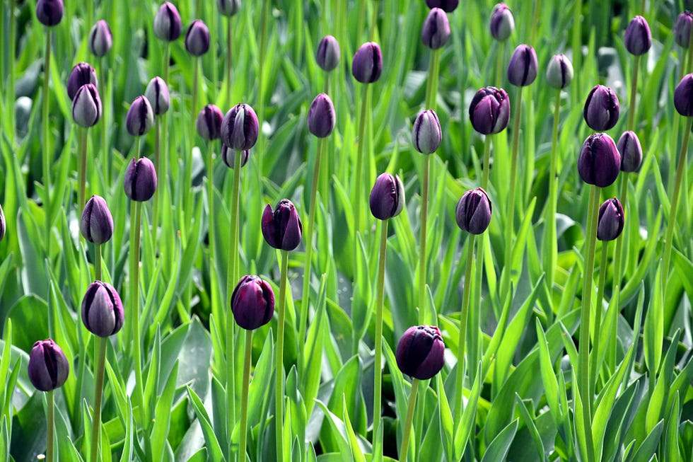Tulip fields Netherlands