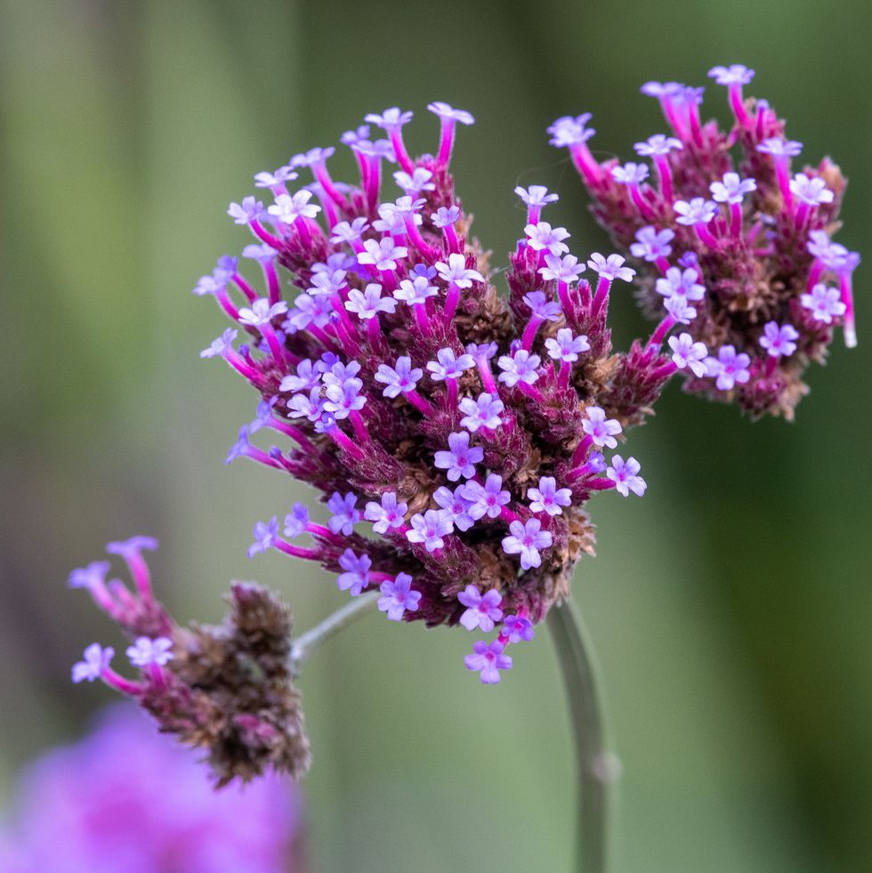 close up of purpletop vervain in bloom