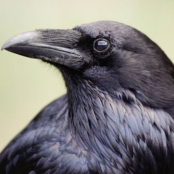 closeup of raven profile