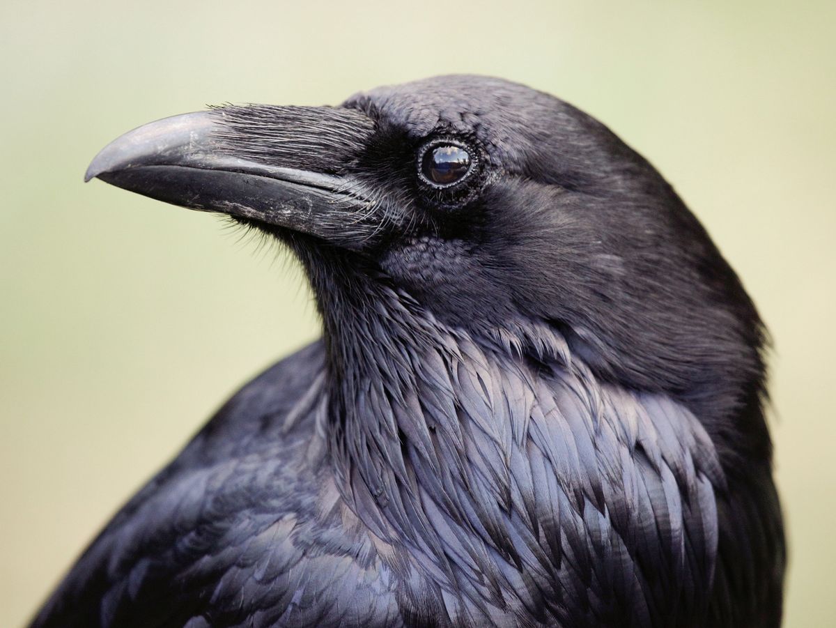 Crows Are Self-Aware Just Like Humans