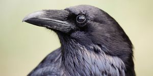 closeup of raven profile