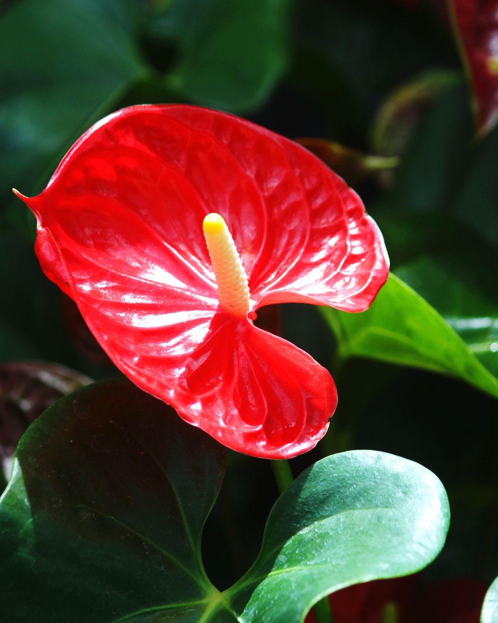 close up of anthurium red flowers blooming outdoors