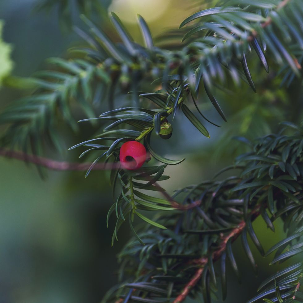 red berry hanging on yew tree