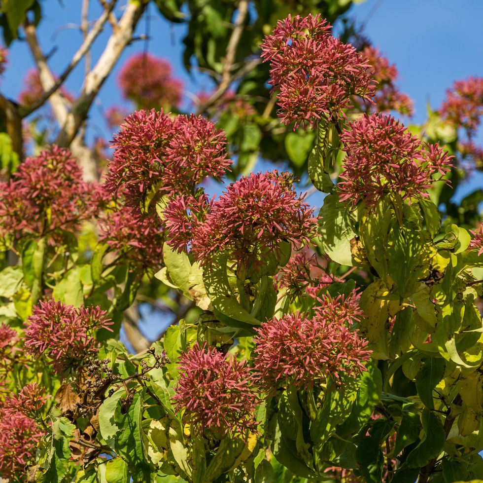 close up of red flowering heptacodium miconioides or seven son flower trees in rest zone near the bougainvillea fountain. public landscape city park krasnodar or 'galitsky park' in october 2020