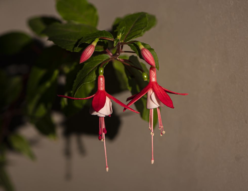 close up of red flowering plant,israel