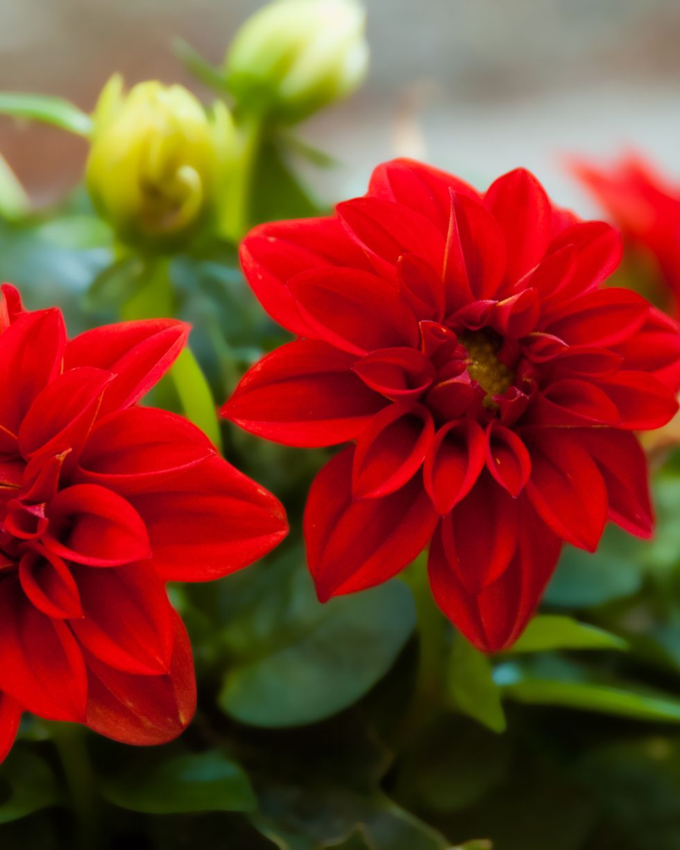 close up of dahlia red flowers