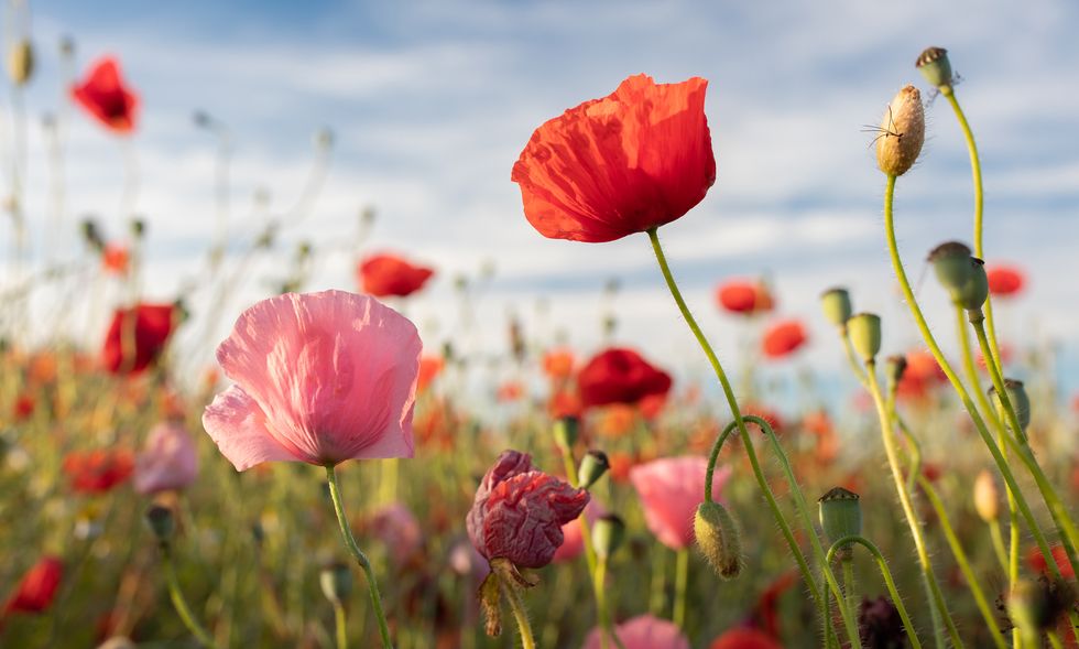close up of red poppy flowers on field