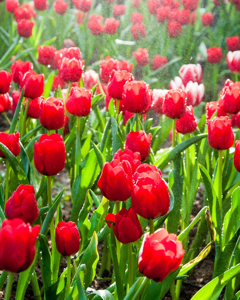 https://hips.hearstapps.com/hmg-prod/images/close-up-of-red-tulips-blooming-in-garden-royalty-free-image-659090029-1546372637.jpg?crop=0.532xw:1.00xh;0.109xw,0&resize=980:*