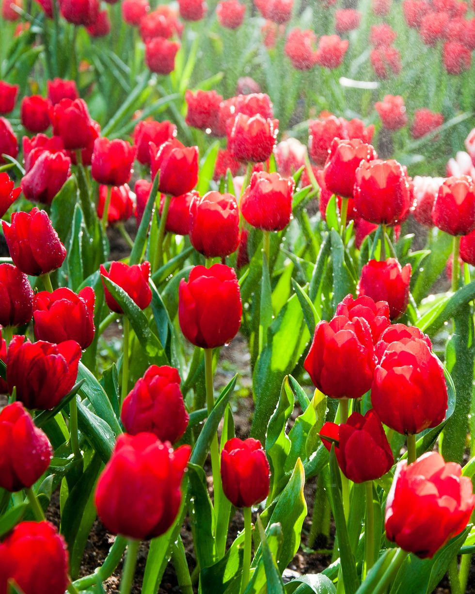 close up of tulips and red flowers blooming in garden