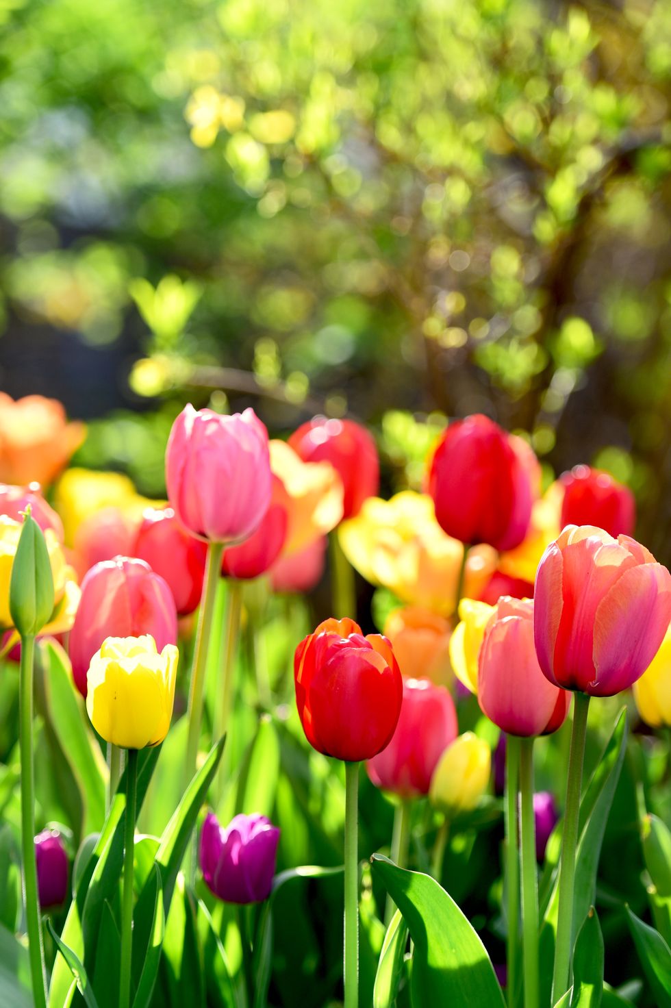 close up of red tulips