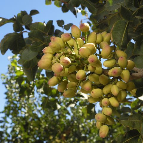 close up of ripening pistachio on tree