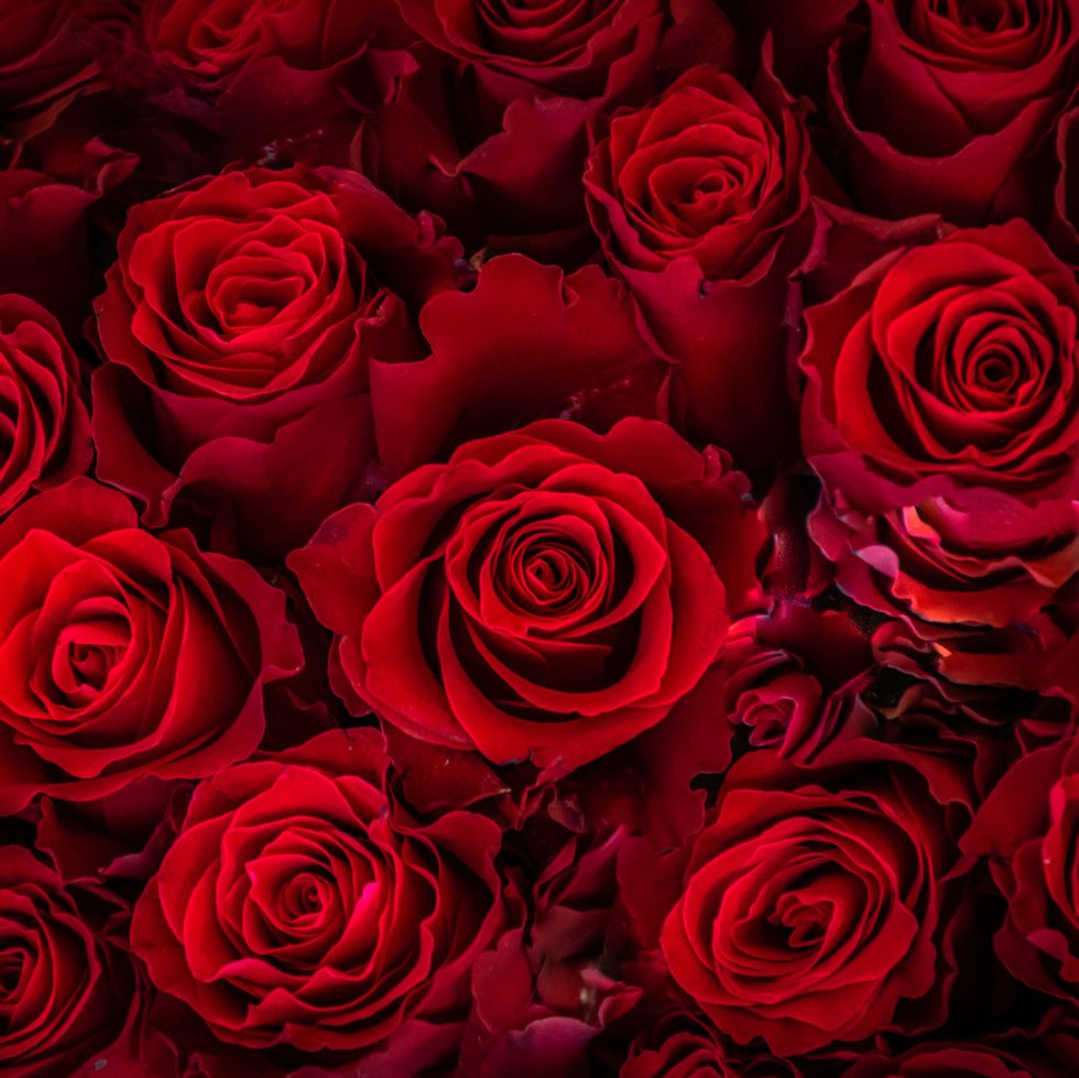 50+ Red Roses Free Photos and Images