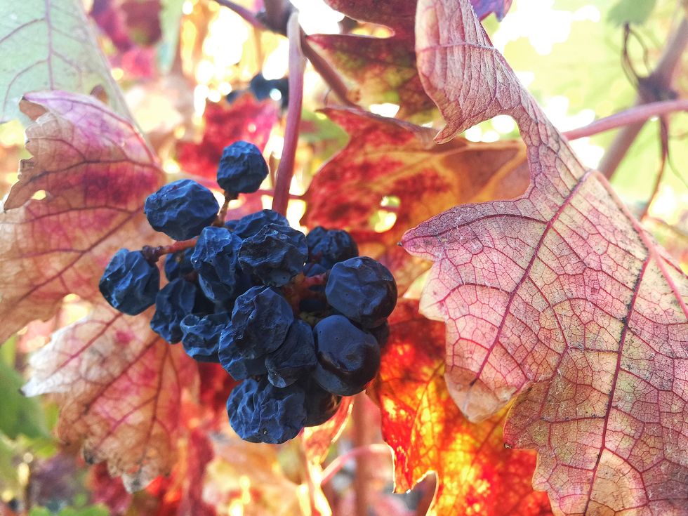closeup of rotten grapes on vine