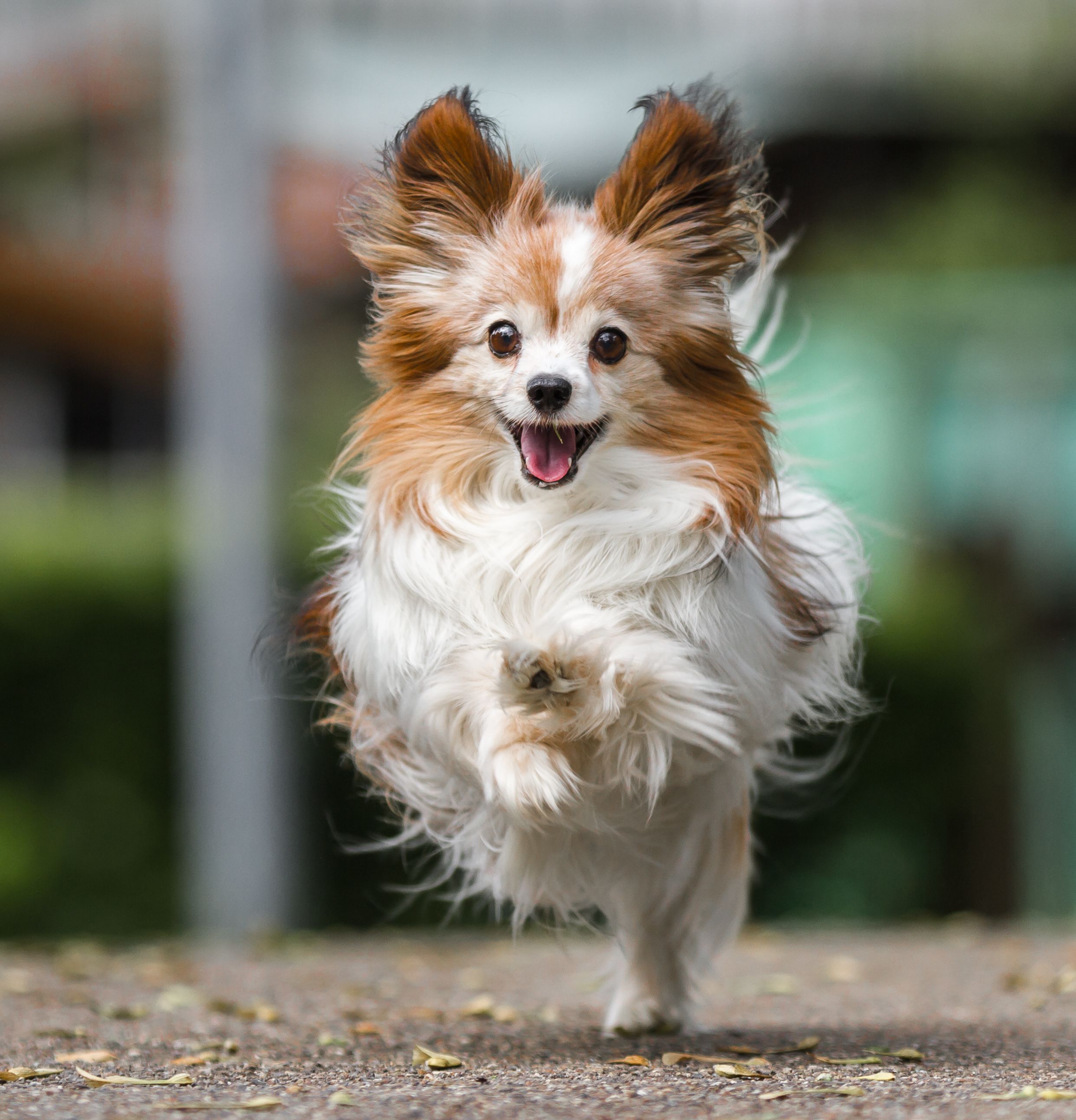 Best small best sale dogs for running