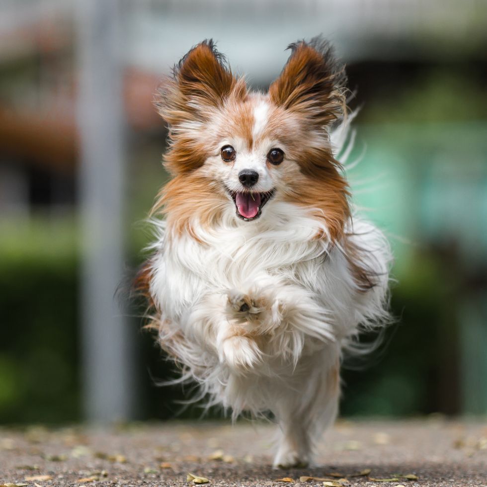 close up of running papillon dog
