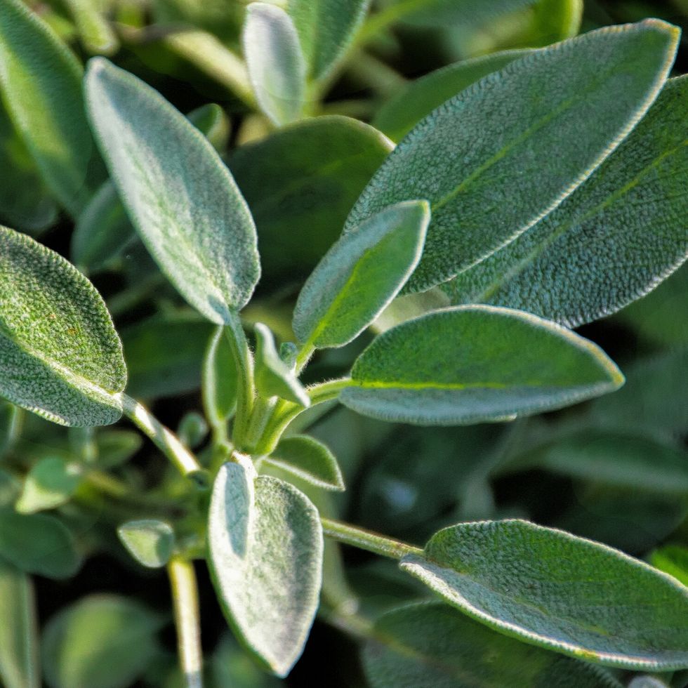 close up of sage growing in garden