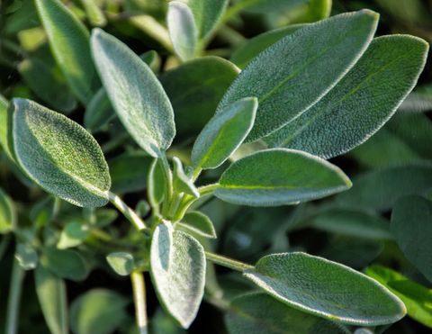 close up of sage growing in garden