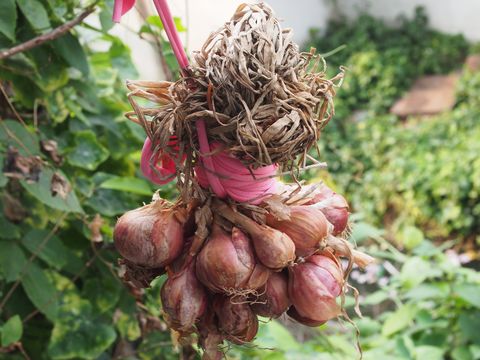 shallots hanging against leaves