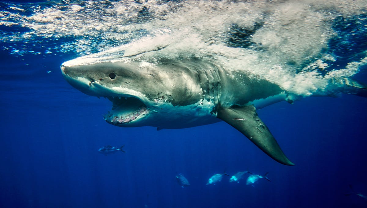 This Guy Took His Tinder Date to Hawaii to Swim with Sharks