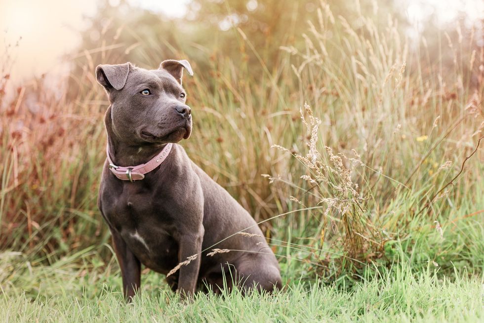 closeup of staffordshire bull terrier sitting on field