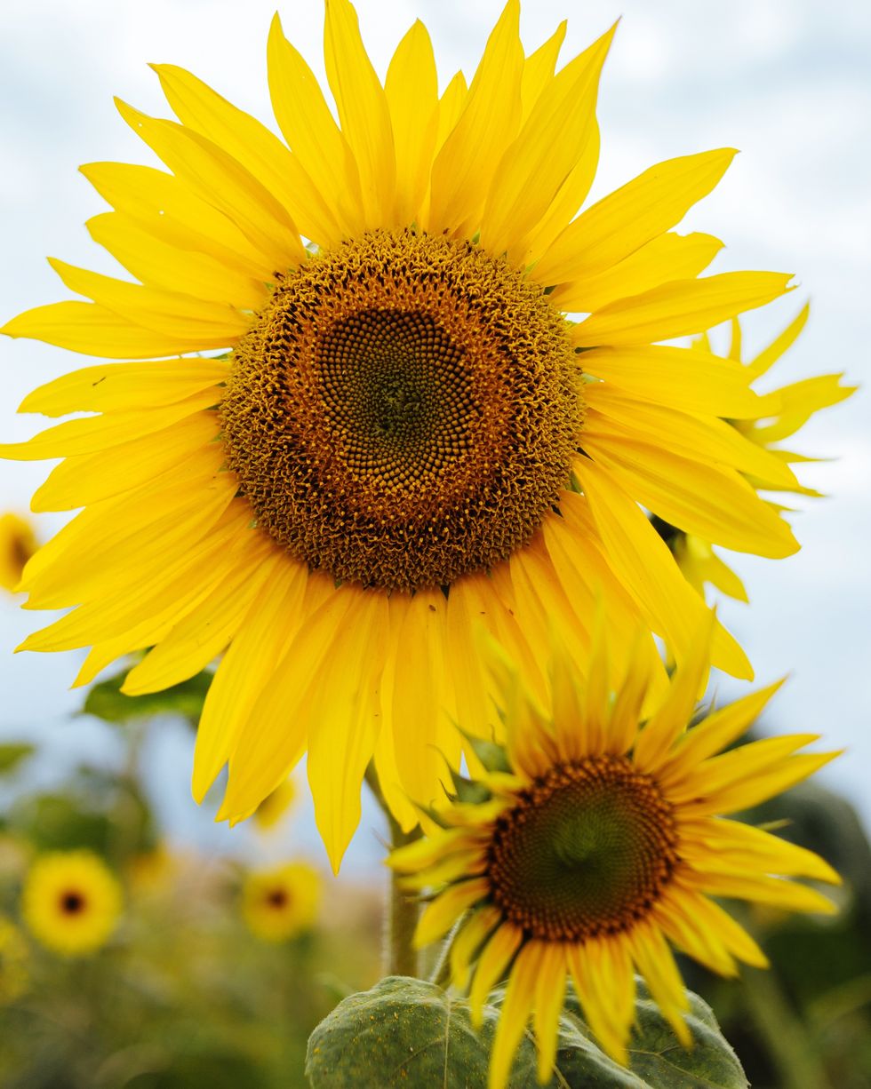 close up of sunflowers growing at farm against sky