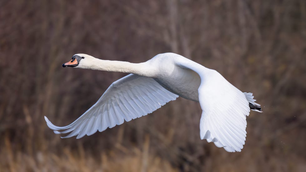 Is It Legal To Eat Swan - What Does Swan Taste Like?