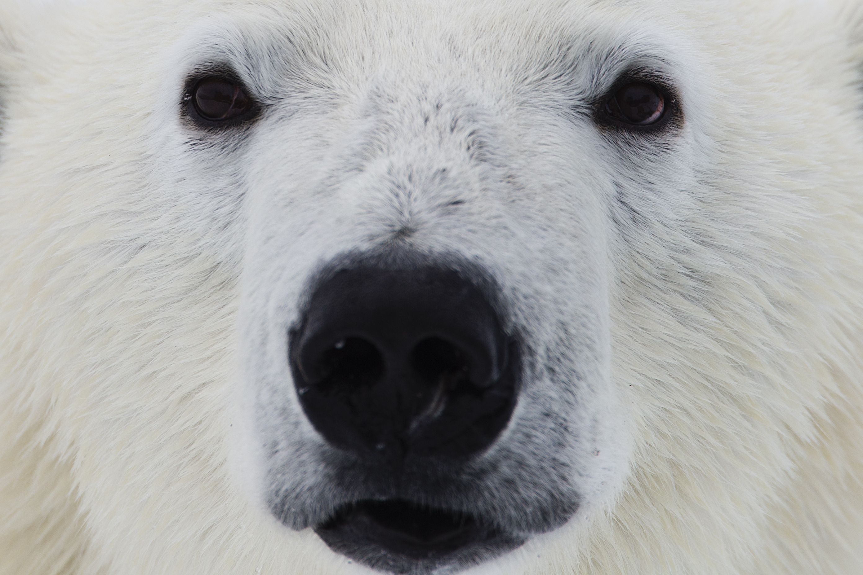 10 cosas sorprendentes sobre los osos polares