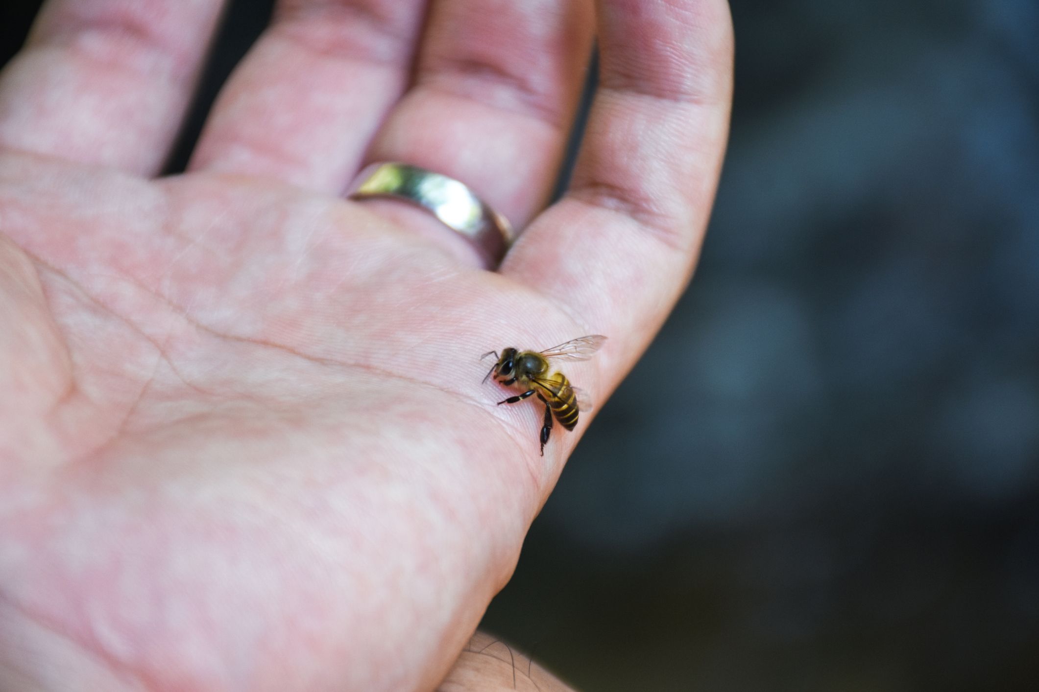 how long does a bee sting hurt a dog