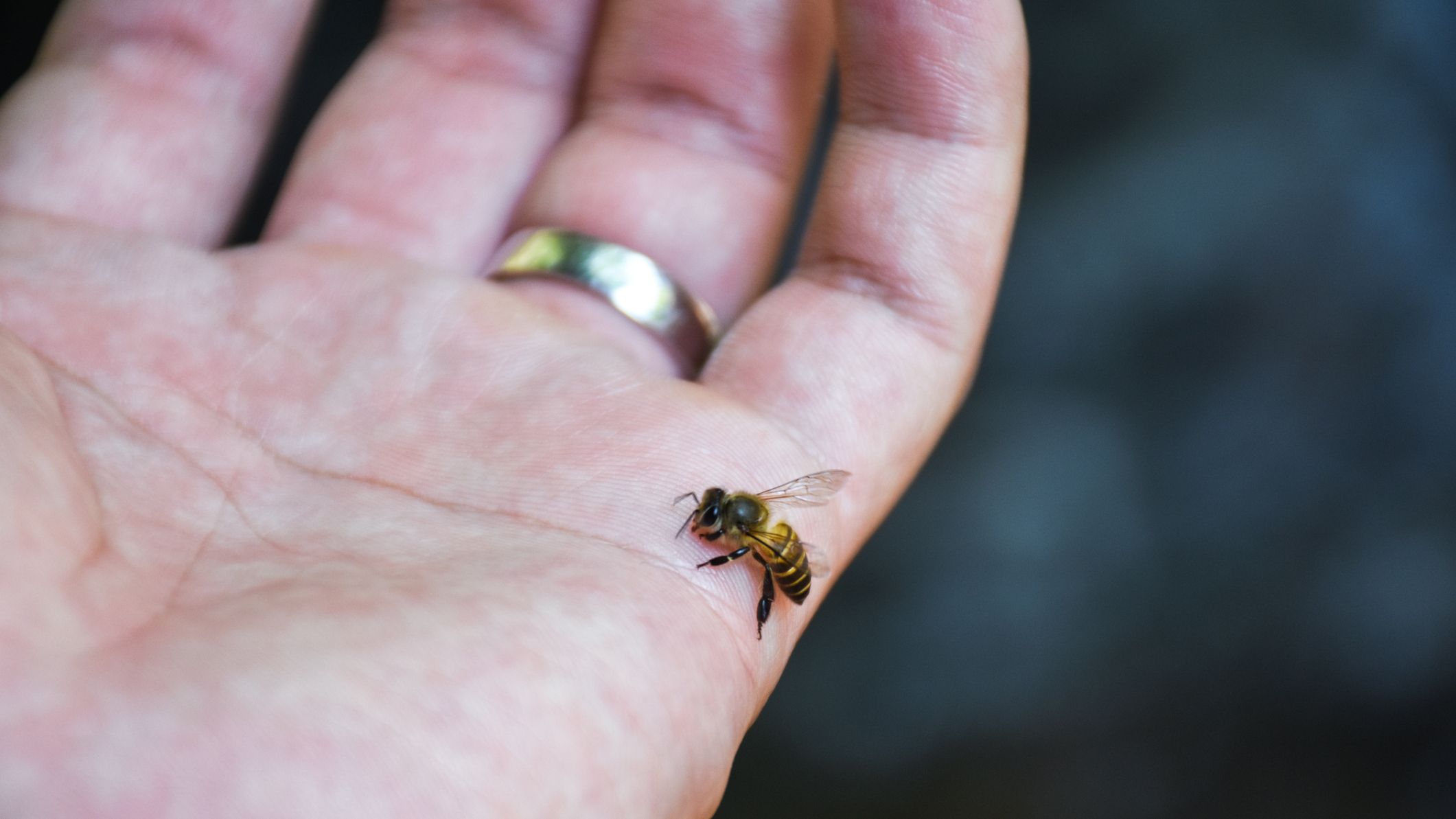 Surprise: Bees Need Meat
