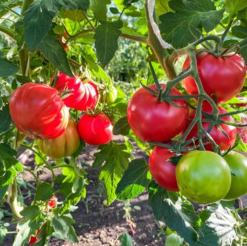 tomato life cycle