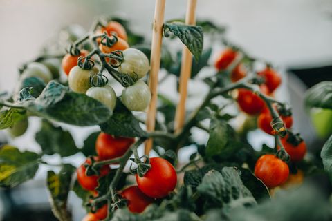 close up of tomatoes growing on potted plant