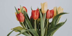 close up of tulips against white background