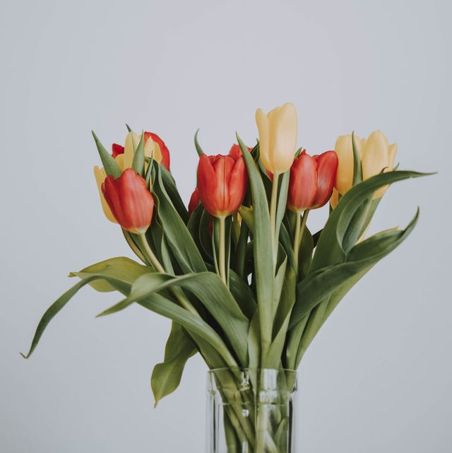 close up of tulips against white background