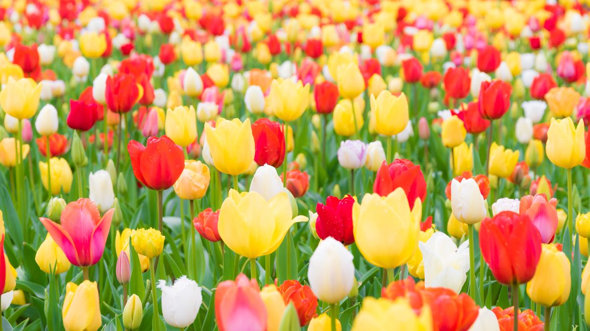 https://hips.hearstapps.com/hmg-prod/images/close-up-of-tulips-blooming-in-field-royalty-free-image-1584131603.jpg?crop=1xw:0.89656xh;center,top&resize=1200:*